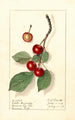 Prunus avium Spate Amarelle - Ellen Isham Schutt — vy av konstverket