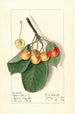 Prunus avium Yellow Spanish - Ellen Isham Schutt — vy av konstverket