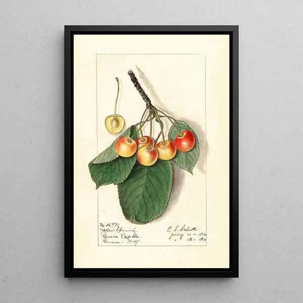 Prunus avium Yellow Spanish - Ellen Isham Schutt — inramlat konstverk på väggen