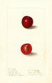 Prunus domestica Free Silver - Ellen Isham Schutt — vy av konstverket