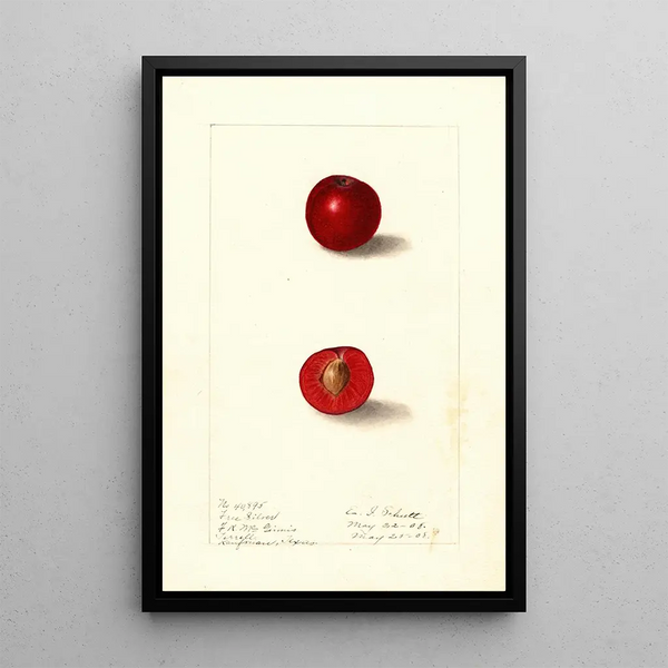 Prunus domestica Free Silver - Ellen Isham Schutt — inramlat konstverk på väggen