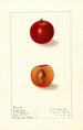 Prunus domestica Happiness - Ellen Isham Schutt — vy av konstverket
