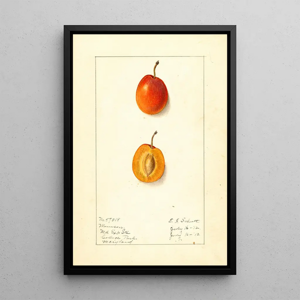 Prunus domestica Munson - Ellen Isham Schutt — inramlat konstverk på väggen