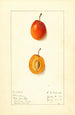 Prunus domestica Munson - Ellen Isham Schutt — vy av konstverket