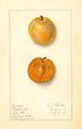 Prunus domestica Ragland - Ellen Isham Schutt — vy av konstverket