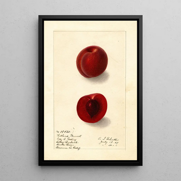 Prunus domestica Rutland Plumcot - Ellen Isham Schutt — inramlat konstverk på väggen