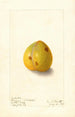 Prunus domestica Wickson - Ellen Isham Schutt — vy av konstverket