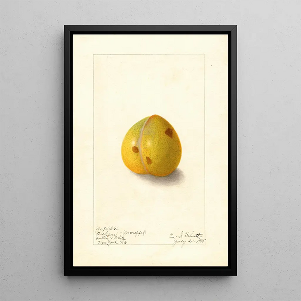 Prunus domestica Wickson - Ellen Isham Schutt — inramlat konstverk på väggen