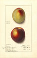 Prunus persica - Ellen Isham Schutt — vy av konstverket