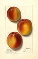 Prunus persica Elberta - Ellen Isham Schutt — vy av konstverket
