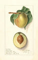 Prunus persica Greensboro - Ellen Isham Schutt — vy av konstverket
