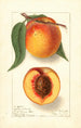 Prunus persica Highland Beauty - Ellen Isham Schutt — vy av konstverket