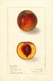 Prunus persica Sterling - Ellen Isham Schutt — vy av konstverket