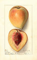 Prunus persica Texan - Ellen Isham Schutt — vy av konstverket