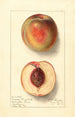 Prunus persica Uneeda Cling - Ellen Isham Schutt — vy av konstverket