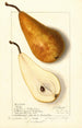 Pyrus communis Bosc - Ellen Isham Schutt — vy av konstverket