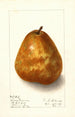 Pyrus communis Deweys Premium - Ellen Isham Schutt — vy av konstverket