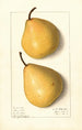 Pyrus communis Howell - Ellen Isham Schutt — vy av konstverket