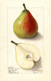 Pyrus communis Lawson Comet - Ellen Isham Schutt — vy av konstverket