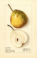 Pyrus communis Lincoln - Ellen Isham Schutt — vy av konstverket