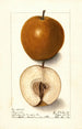 Pyrus communis Magnolia - Ellen Isham Schutt — vy av konstverket