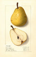 Pyrus communis Onondaga - Ellen Isham Schutt — vy av konstverket