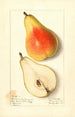 Pyrus communis Souvenir du Congrès - Ellen Isham Schutt — vy av konstverket