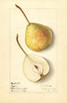 Pyrus communis Tyson - Ellen Isham Schutt — vy av konstverket