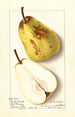 Pyrus communis Winter Bartlett - Ellen Isham Schutt — vy av konstverket
