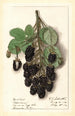 Rubus Agawam - Ellen Isham Schutt — vy av konstverket