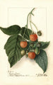 Rubus Golden Queen - Ellen Isham Schutt — vy av konstverket