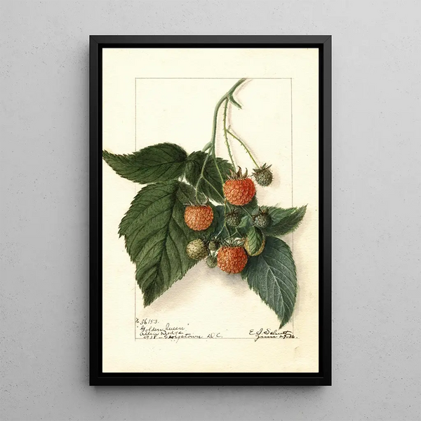 Ellen Isham Schutt - Rubus Golden Queen.webp