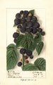 Rubus Hoosier Black Cap - Ellen Isham Schutt — vy av konstverket