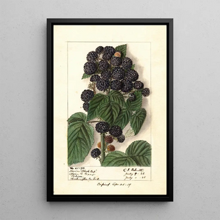 Ellen Isham Schutt - Rubus Hoosier Black Cap.webp