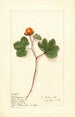 Rubus chamaemorus - Ellen Isham Schutt — vy av konstverket