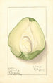 Sechium edule - Ellen Isham Schutt — vy av konstverket