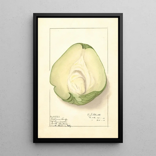 Ellen Isham Schutt - Sechium edule.webp