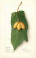 Vasconcellea quercifolia - Ellen Isham Schutt — vy av konstverket