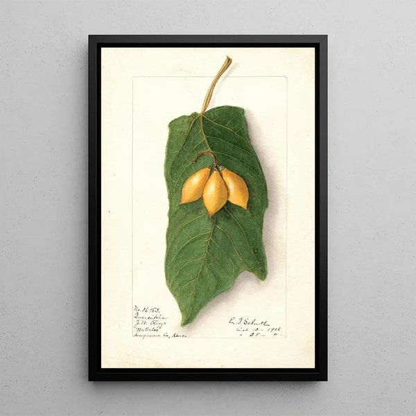 Ellen Isham Schutt - Vasconcellea quercifolia.webp