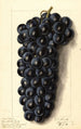 Vitis Campbells Early - Ellen Isham Schutt — vy av konstverket