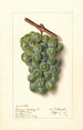 Vitis Geraldine Studley - Ellen Isham Schutt — vy av konstverket