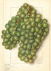 Vitis Golden Queen - Ellen Isham Schutt — vy av konstverket