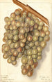 Vitis Hycales - Ellen Isham Schutt — vy av konstverket