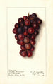 Vitis Masters Roosevelt - Ellen Isham Schutt — vy av konstverket