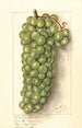 Vitis Muscat de Frontignan - Ellen Isham Schutt — vy av konstverket