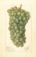 Vitis Palarusa - Ellen Isham Schutt — vy av konstverket