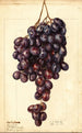 Vitis Red Emperor - Ellen Isham Schutt — vy av konstverket