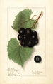 Vitis Sugar Pulp - Ellen Isham Schutt — vy av konstverket