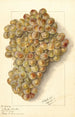 Vitis Ulliade Blanche d'Ambre - Ellen Isham Schutt — vy av konstverket