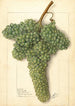 Vitis White Corinthe - Ellen Isham Schutt — vy av konstverket